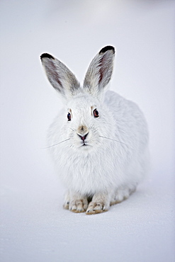 Mountain Hare in the snow in winter livery, Switzerland 