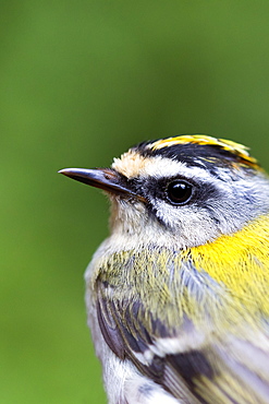 Banding Firecrest captured by net, France 