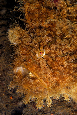 Portrait of Hairy Striated Frogfish, Bali sea  Indonesia