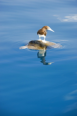 Brown Booby on Sea Turtle at surface- Gulf of California