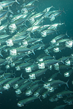 Indian striped mackerels, Fiji Islands