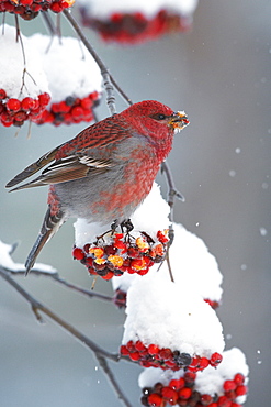 Male Pine Grosbeak feeding on Rowan tree berries, Finlande