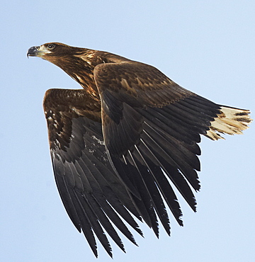 White-tailed Sea Eagle in flight, Barents Sea Norway