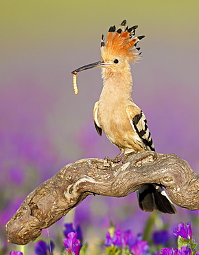 Eurasian Hoopoe with prey on a branch, Spain