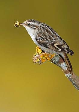 Short-toed Treecreeper feeding on a branch, Spain