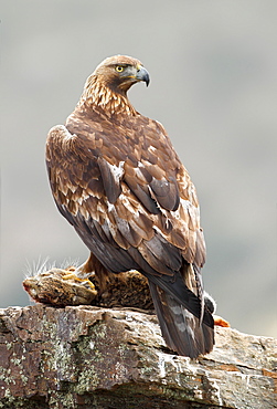 Golden Eagle and prey on rock, Spain