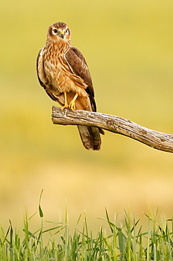 Montagu's Harrier on a branch, Spain