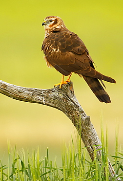 Montagu's Harrier on a branch, Spain