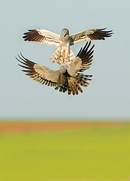 Montagu's Harriers fighting in flight, Spain