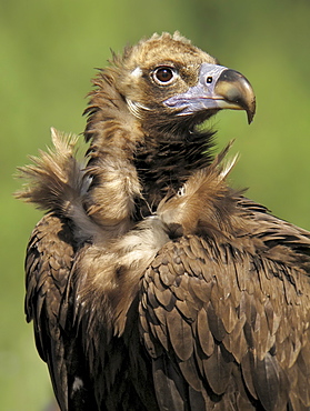 Portrait of Monk Vulture, Spain