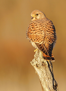 Common Kestrel on a branch, Spain