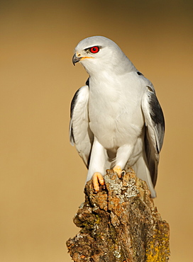 Black-winged Kite on stump, Spain