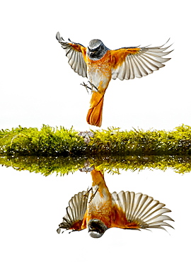 Common Redstart landing and reflection, Spain