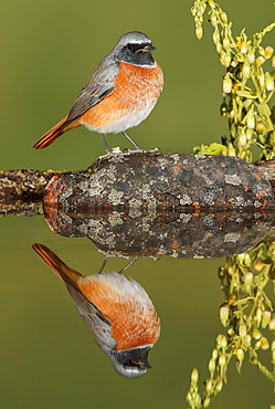 Common Redstart on bank and reflection, Spain