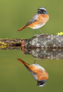 Common Redstart on bank and reflection, Spain