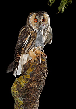 Long-eared Owl eating a mouse at night, Spain 