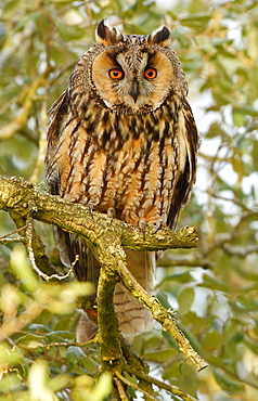 Long-eared Owl on a branch , Spain 