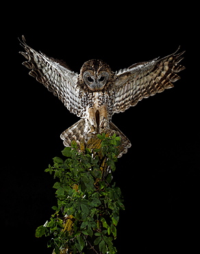 Tawny Owl landing on a branch , Spain 