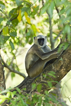 Hanuman Langur monkey on trunk, Royal Bardia NP Nepal