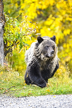 Grizzly bear cub walking in Canada