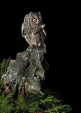 Eurasian Scops Owl perched with prey, Spain