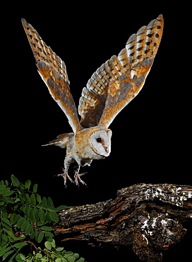 Barn owl flying at night and coming to branch to perch-Spain