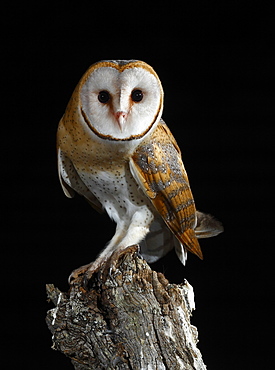 Barn owl coming toon a branch at night, Spain