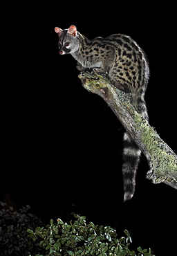 Common genet on a branch at night, Spain