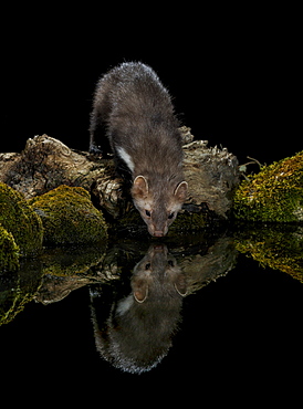 Beech Marten on bank at night and its reflection, Spain