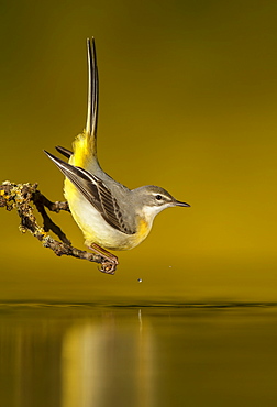 Grey Wagtail on a branch and its reflection, Spain