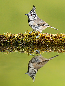 European Crested Tit on bank and its reflection, Spain