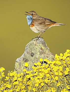 Bluethroat male singing on a rock, Spain