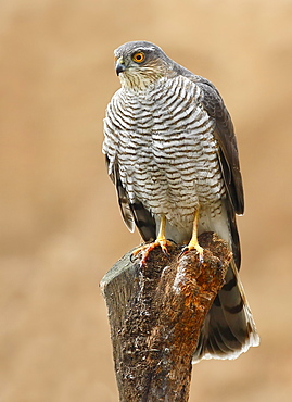 Eurasian Sparrowhawk female on a branch, Spain