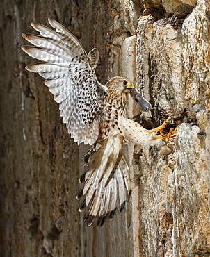 Common Kestrel  female flying with prey, Spain