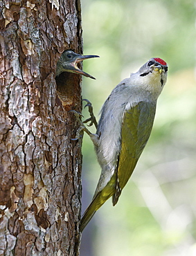 Male Grey-headed woodpecker and chick at nest, Finland