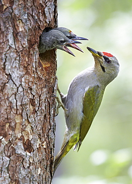 Female Grey-headed woodpecker and chicks at nest, Finland