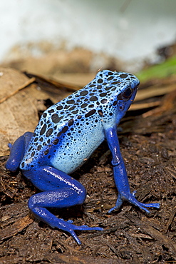 Blue Poison Frog on earth