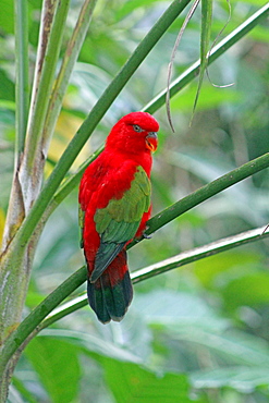 Chattering Lory, Bali Indonesia