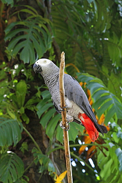 Grey parrot on a branch, Bali Indonesia