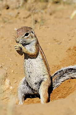 South African Ground Squirrel eating, Kalahari  Kgalagadi