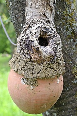 Birdhouse made with a pot and an hollow branch