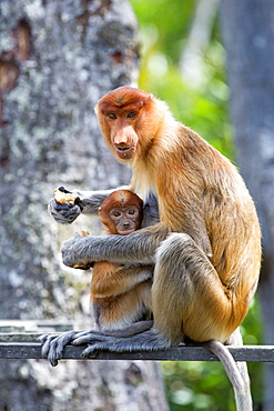 Proboscis Monkey eating, Labuk Bay Sabah Borneo Malaysia