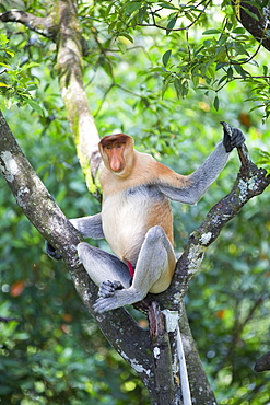 Proboscis Monkey on branch, Labuk Bay Sabah Borneo Malaysia