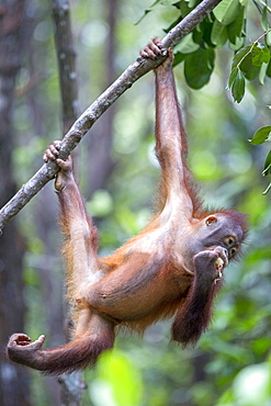 Young orangutan hanging, Sepilok Borneo Malaysia 