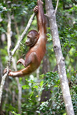 Young orangutan hanging, Sepilok Borneo Malaysia 