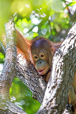 Young orangutan near its nest, Sepilok Borneo Malaysia