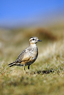 Eurasian Dotterel on grass, Great Orme  Conway Wales UK