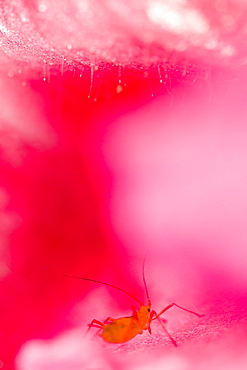 Aphid Rose in a pink flower, Alsace France 