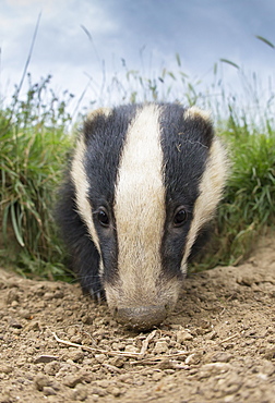 Close-up of a badger coming out of its set in summer GB