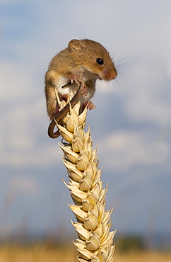 Harvest mouse on wheat in summer GB